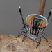 Peacock Spiders - Photo (c) Matt Campbell, some rights reserved (CC BY-NC)
