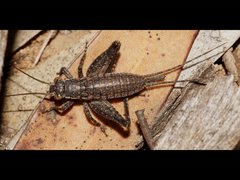 Eurepa marginipennis