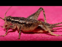 Eurepa marginipennis