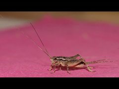 Eurepa marginipennis