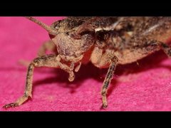 Eurepa marginipennis