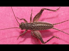 Eurepa marginipennis