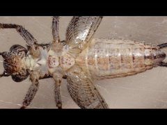 Eurepa marginipennis