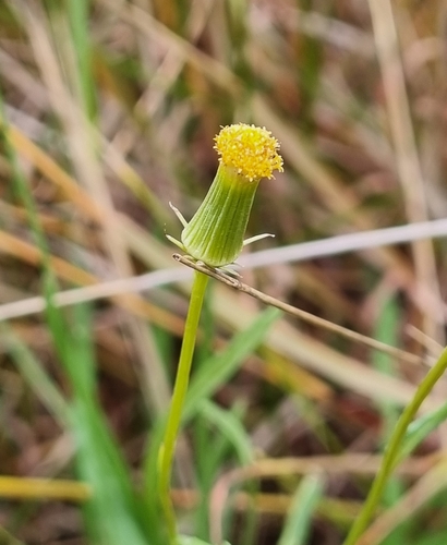 Image of Senecio macrocarpus by (c) Jane Canaway, some rights reserved (CC BY)