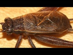 Eurepa marginipennis