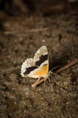 Pingasa ruginaria pacifica