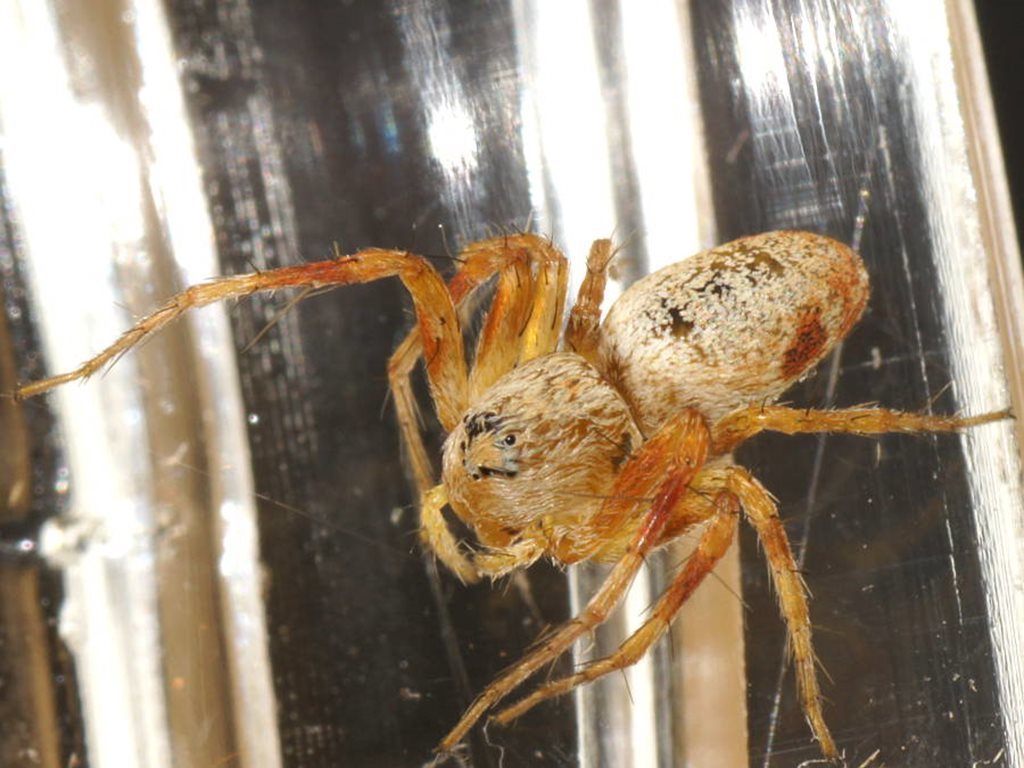 Oxyopes rubicundus