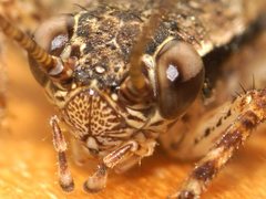 Eurepa marginipennis