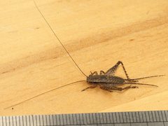 Eurepa marginipennis