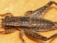 Eurepa marginipennis