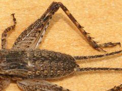 Eurepa marginipennis