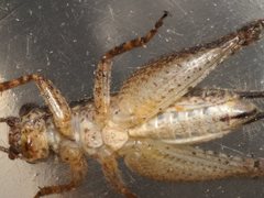 Eurepa marginipennis