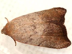 Tortricopsis semijunctella