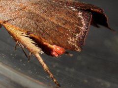 Tortricopsis semijunctella