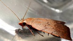 Tortricopsis semijunctella