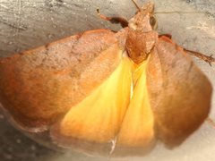 Tortricopsis semijunctella