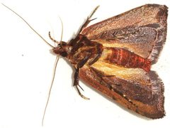 Tortricopsis semijunctella