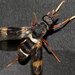 Pipinnipons fascipennis - Photo (c) Ellura Sanctuary, alguns direitos reservados (CC BY-NC-ND)