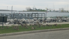 Branta canadensis