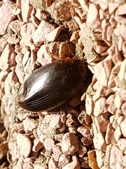 Copelatus chevrolati