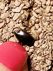 Copelatus chevrolati