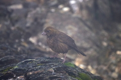 Carpodacus formosanus
