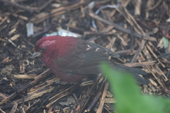 Carpodacus formosanus