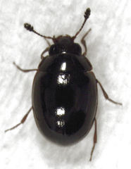 Cyclaxyra politula