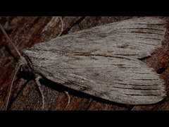 Chlenias stenosticha