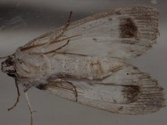 Chlenias stenosticha