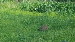 Marmota monax