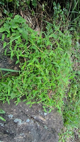 Isachne nipponensis iNat (3)