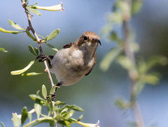 Cinnyris fuscus fuscus