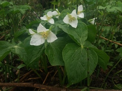 Trillium camschatcense