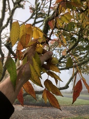 Toxicodendron succedaneum