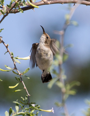 Cinnyris fuscus fuscus