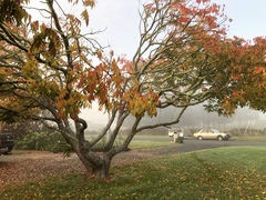 Toxicodendron succedaneum