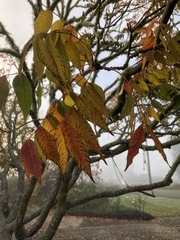 Toxicodendron succedaneum