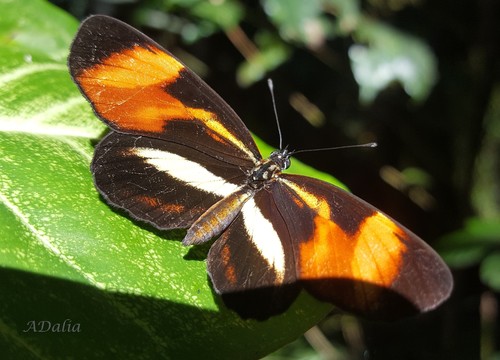 Lansdorf's Crescent photo 4