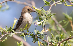 Cinnyris fuscus fuscus