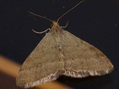 Scopula lydia