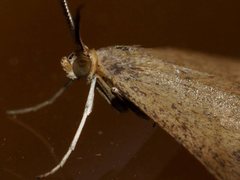 Scopula lydia