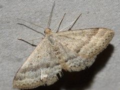 Scopula lydia