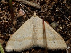 Scopula lydia