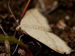 Scopula lydia