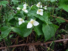 Trillium camschatcense