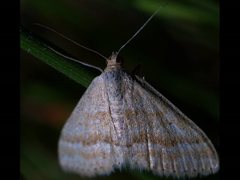 Scopula lydia