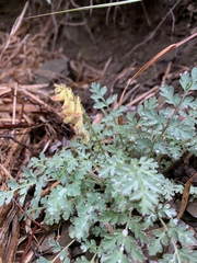 Corydalis ophiocarpa