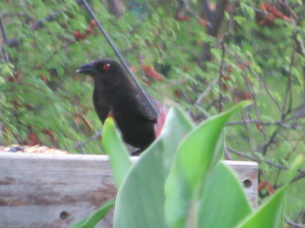 Bronzed Cowbird from Benbrook, TX, USA on June 21, 2024 at 07:08 PM by ...