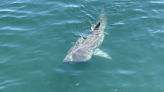 Basking Shark photo 3